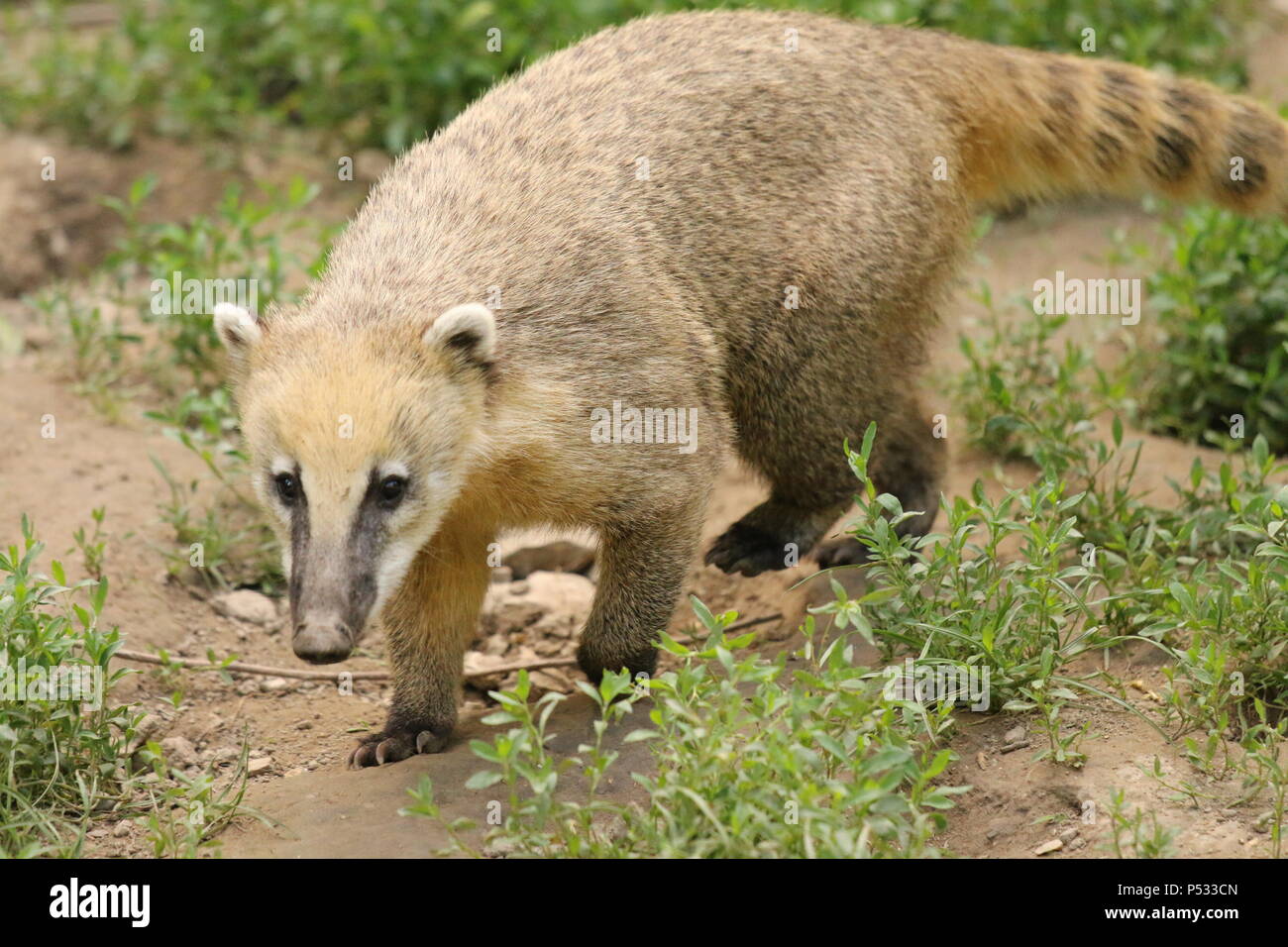 Nasenbär - Nasua nasua Stockfoto