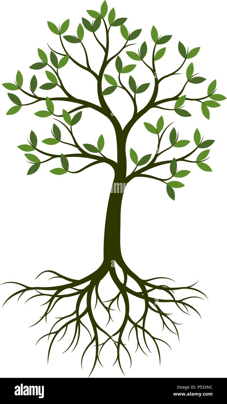 Gruner Baum Mit Wurzel Vector Illustration Stock Vektorgrafik Alamy