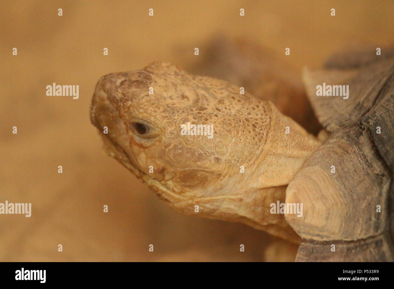 Afrikanische trieb Schildkröte - Geochelone sulcata Stockfoto