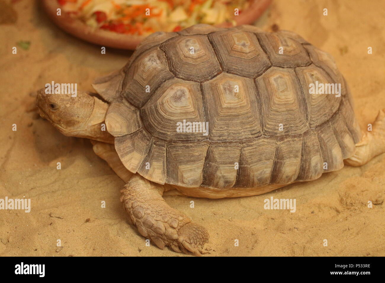 Afrikanische trieb Schildkröte - Geochelone sulcata Stockfoto