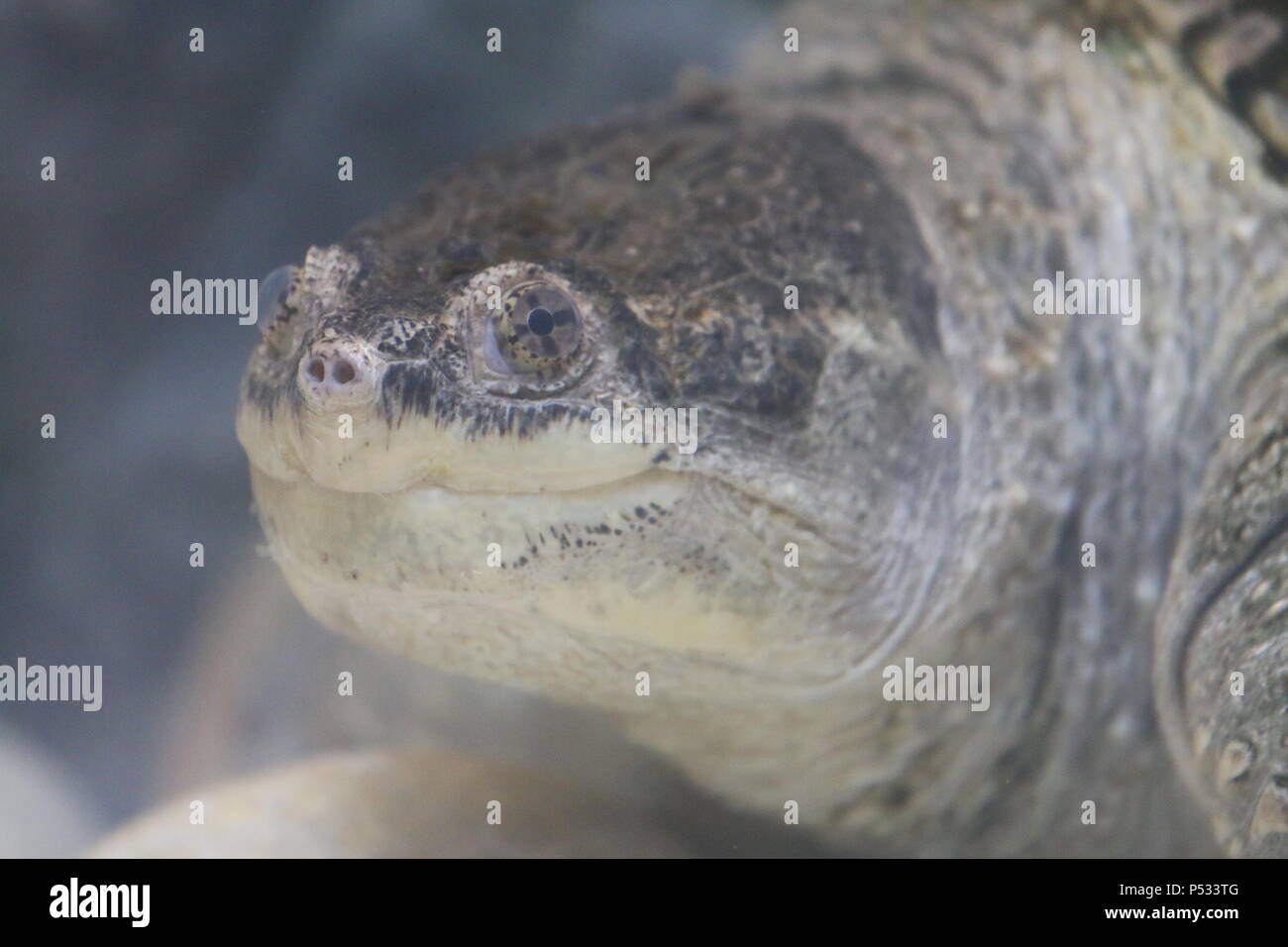 Gemeinsame Snapping Turtle - Chelydra serpentina Stockfoto