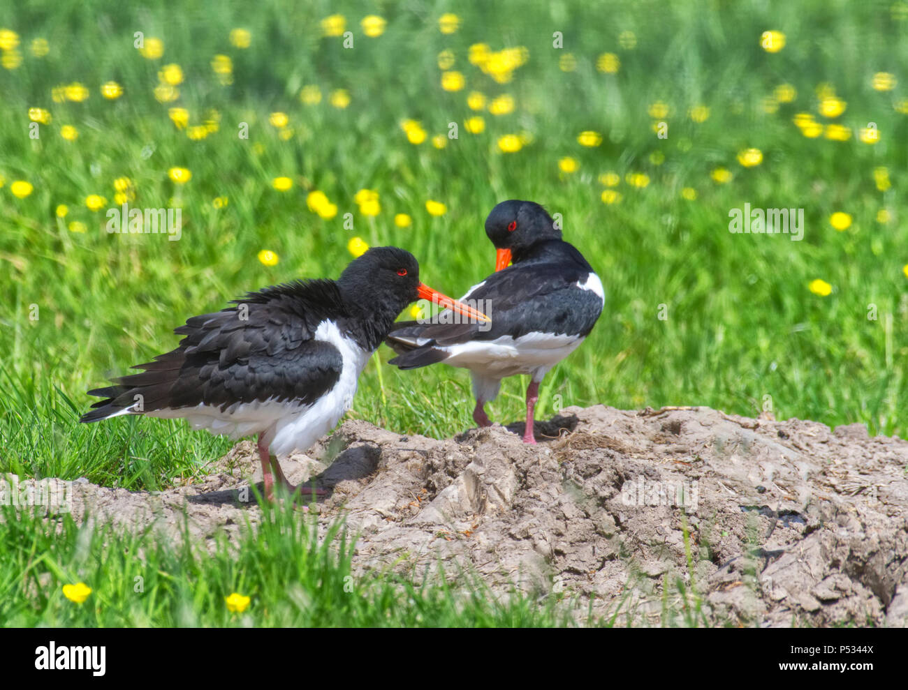 Austernfischer Stockfoto