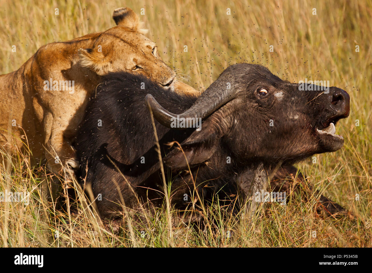 Löwe jagt Buffalo Stockfoto