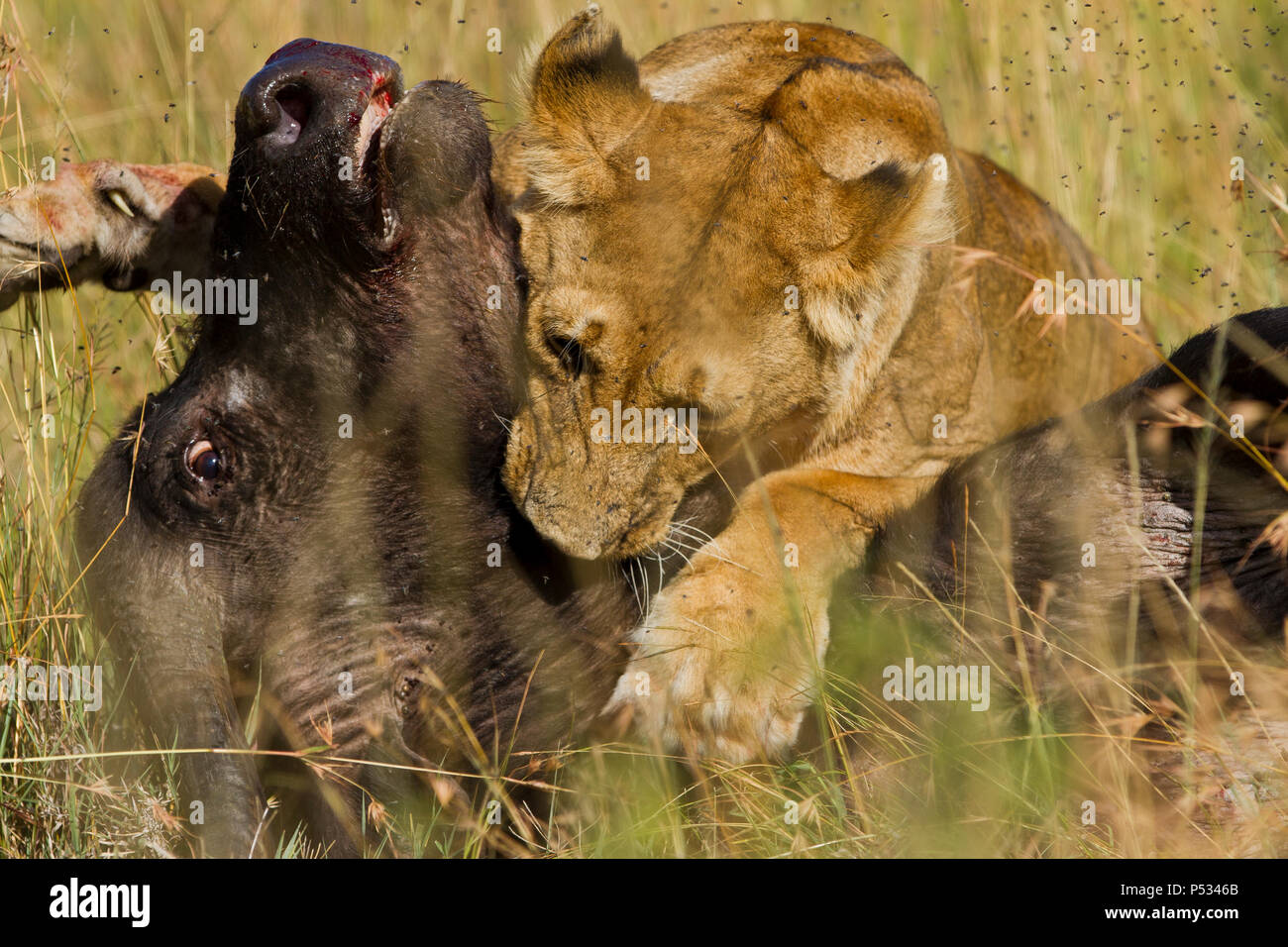 Löwe jagt Buffalo Stockfoto