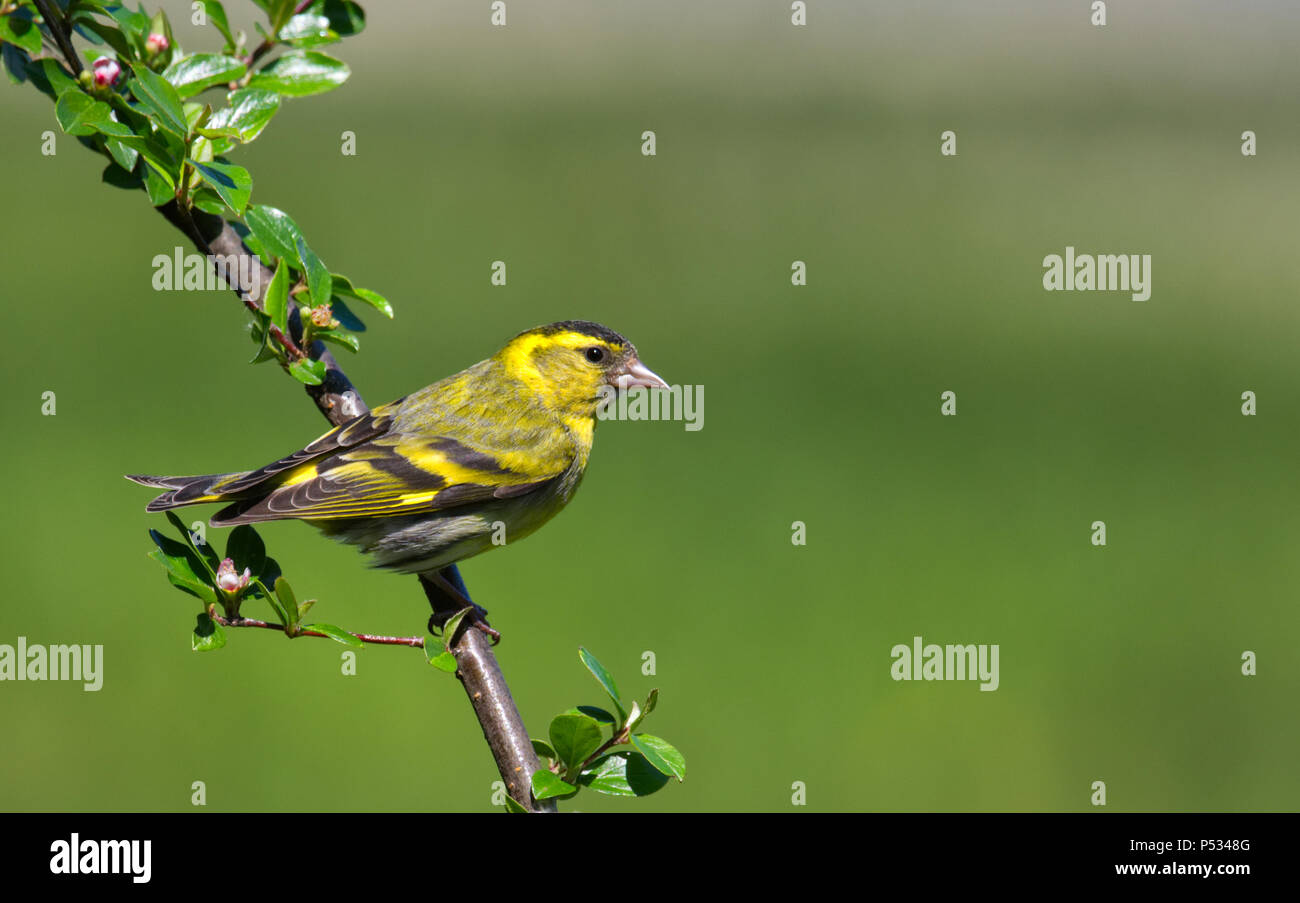 Erlenzeisig Stockfoto