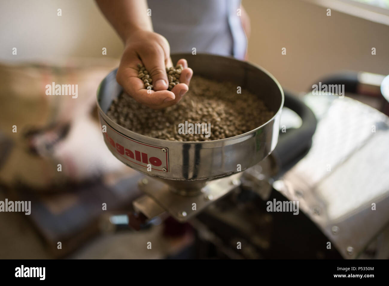 Professionelle Kaffeeröstung und Tests mit Hand in Kolumbien Stockfoto