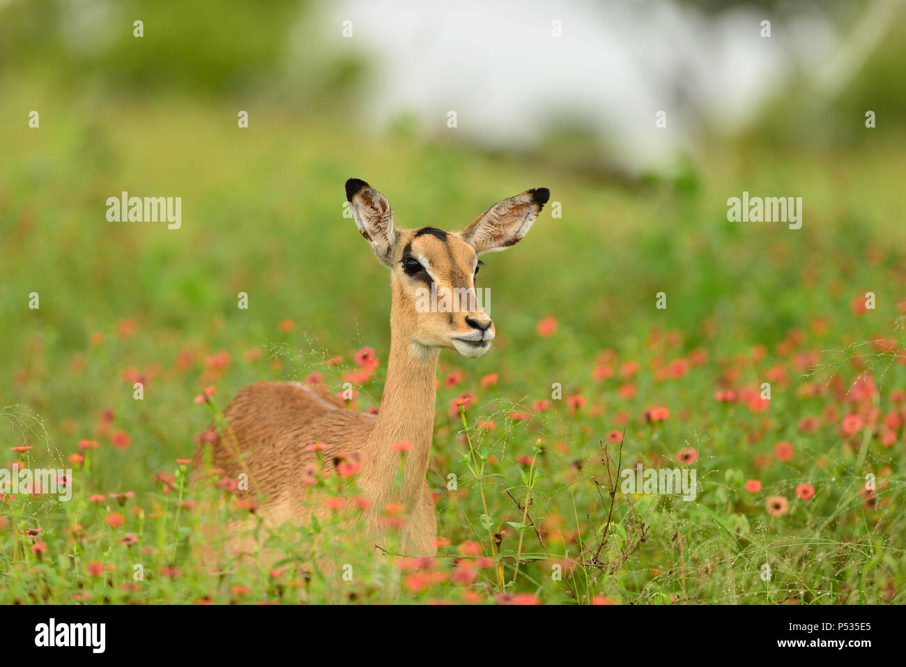 Impala beweidung unter den roten floweers Stockfoto