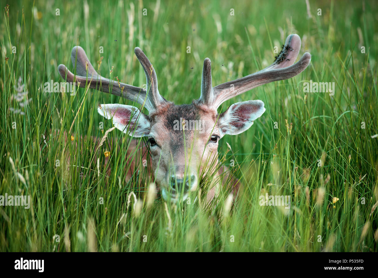 Damwild versteckt im Gras, UK (Dama Dama) Stockfoto