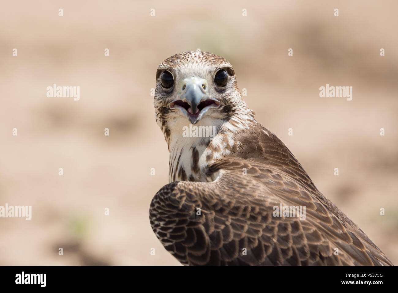 Gyr x Wanderfalke Fänge Atem nach jagen einen Köder Stockfoto