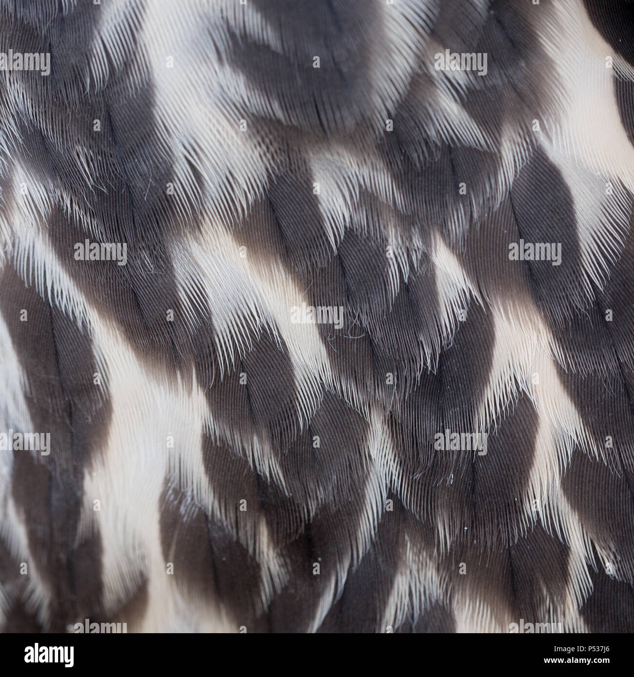 Gyr x Sakerfalke feather Detail Stockfoto