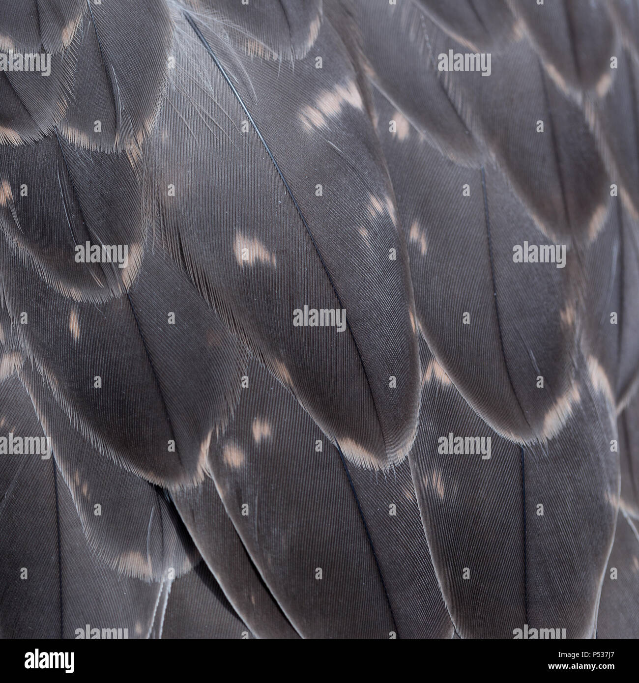 Gyr x Sakerfalke feather Detail Stockfoto