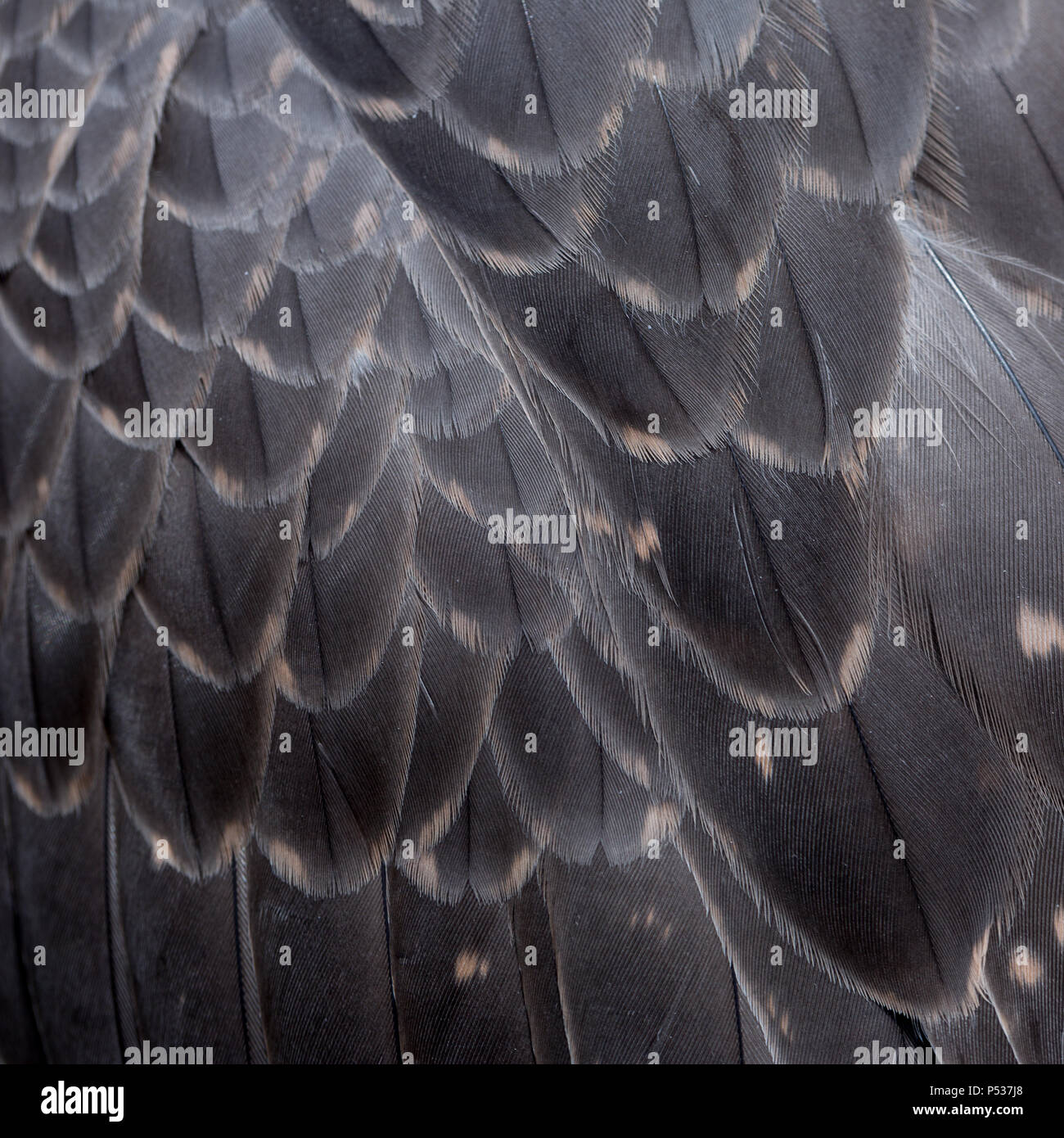 Gyr x Sakerfalke feather Detail Stockfoto