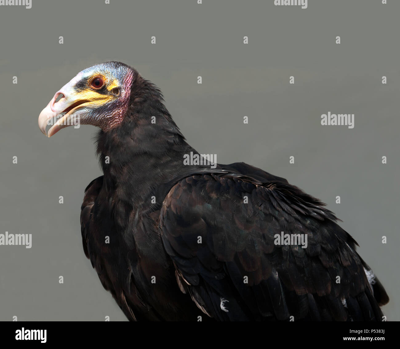 Nahaufnahme einer Yellow-Headed Geier in der Raptorxotics Greifvögel Zelt, Teil der hügeligen Feldern Sommerfest 2018 Stockfoto