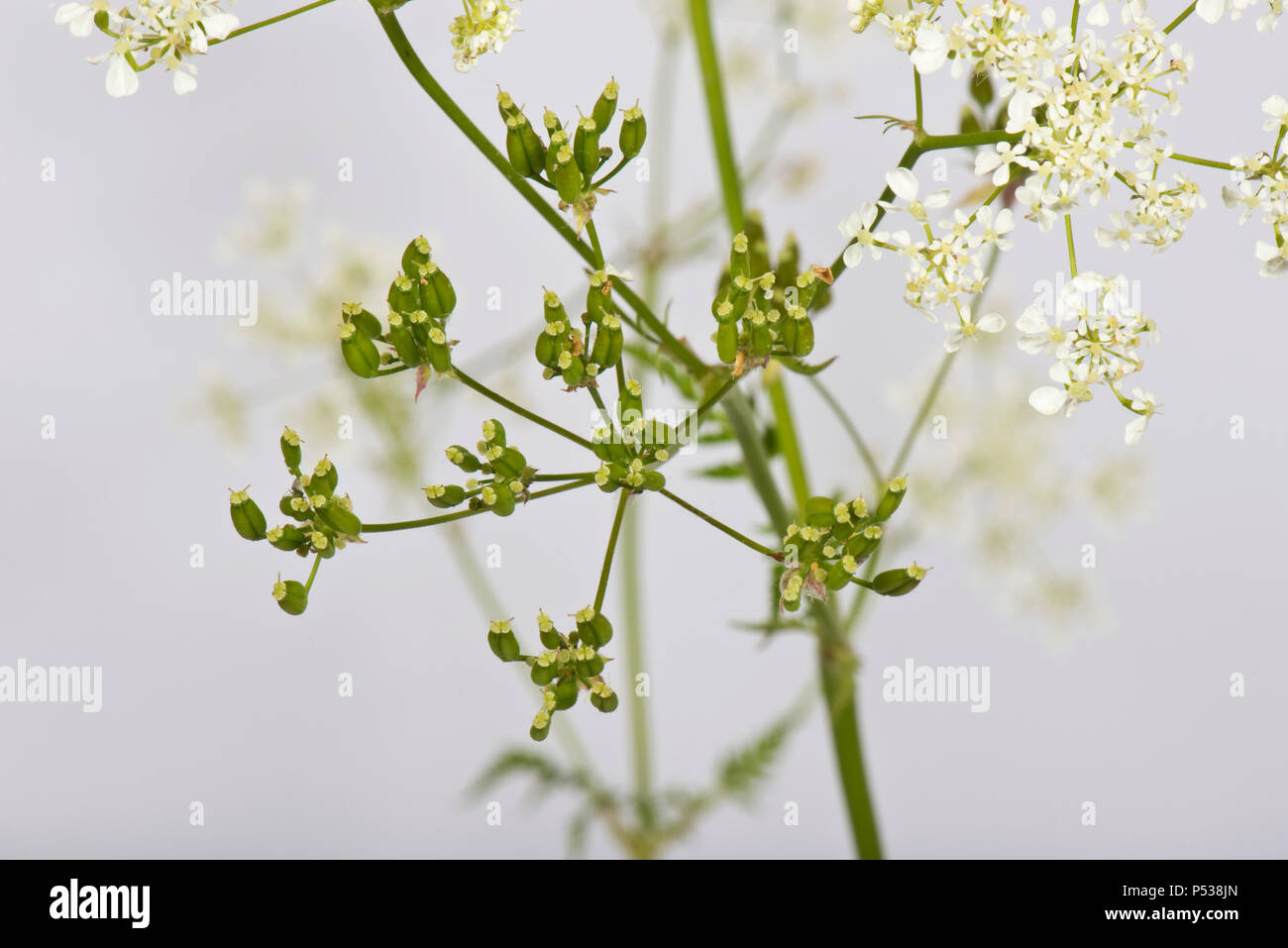 Kuh Petersilie, Anthriscus sylvestris, Blume Dolde und Aussaat Hülsen Stockfoto