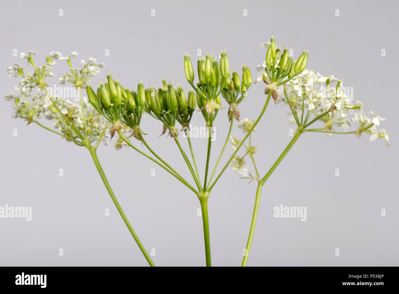 Kuh Petersilie, Anthriscus sylvestris, Blume Dolde und Aussaat Hülsen Stockfoto