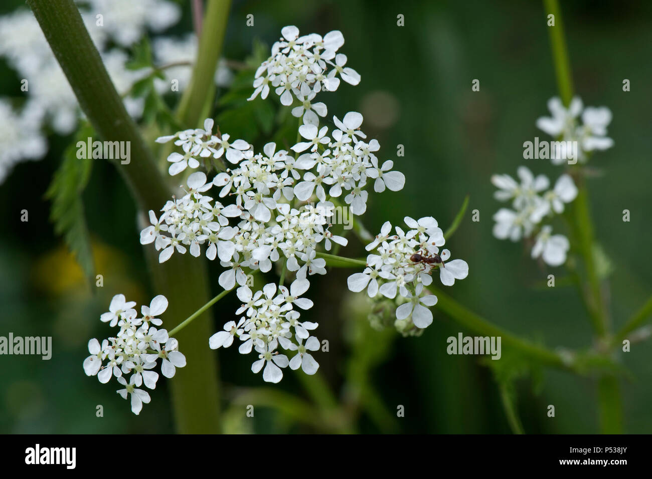 Kuh Petersilie, Anthriscus sylvestris, Blume Dolde Stockfoto