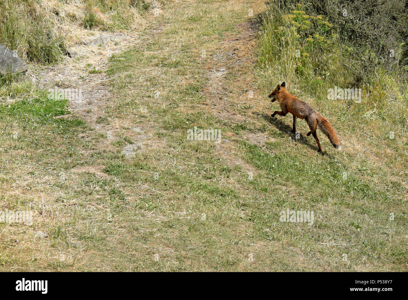Ein räuberisches hungrig Red Fox auf der Jagd nach Essen auf einer ländlichen Landschaft Eigenschaft auf einer trockenen Hang im Sommer in Carmarthenshire Wales UK KATHY DEWITT Stockfoto