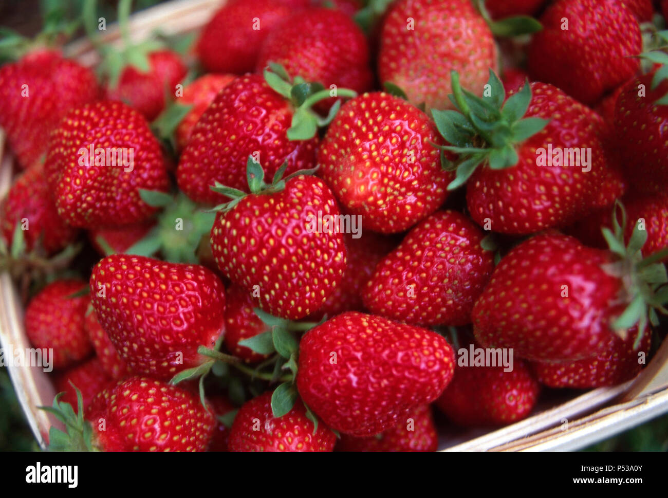Frisch geernteter Erdbeeren, Maine. Foto Stockfoto