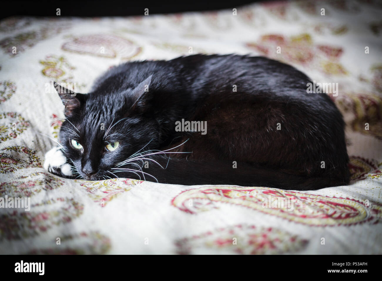 Schwarze Katze zusammengerollt in einer Kugel liegen auf Decke Stockfoto