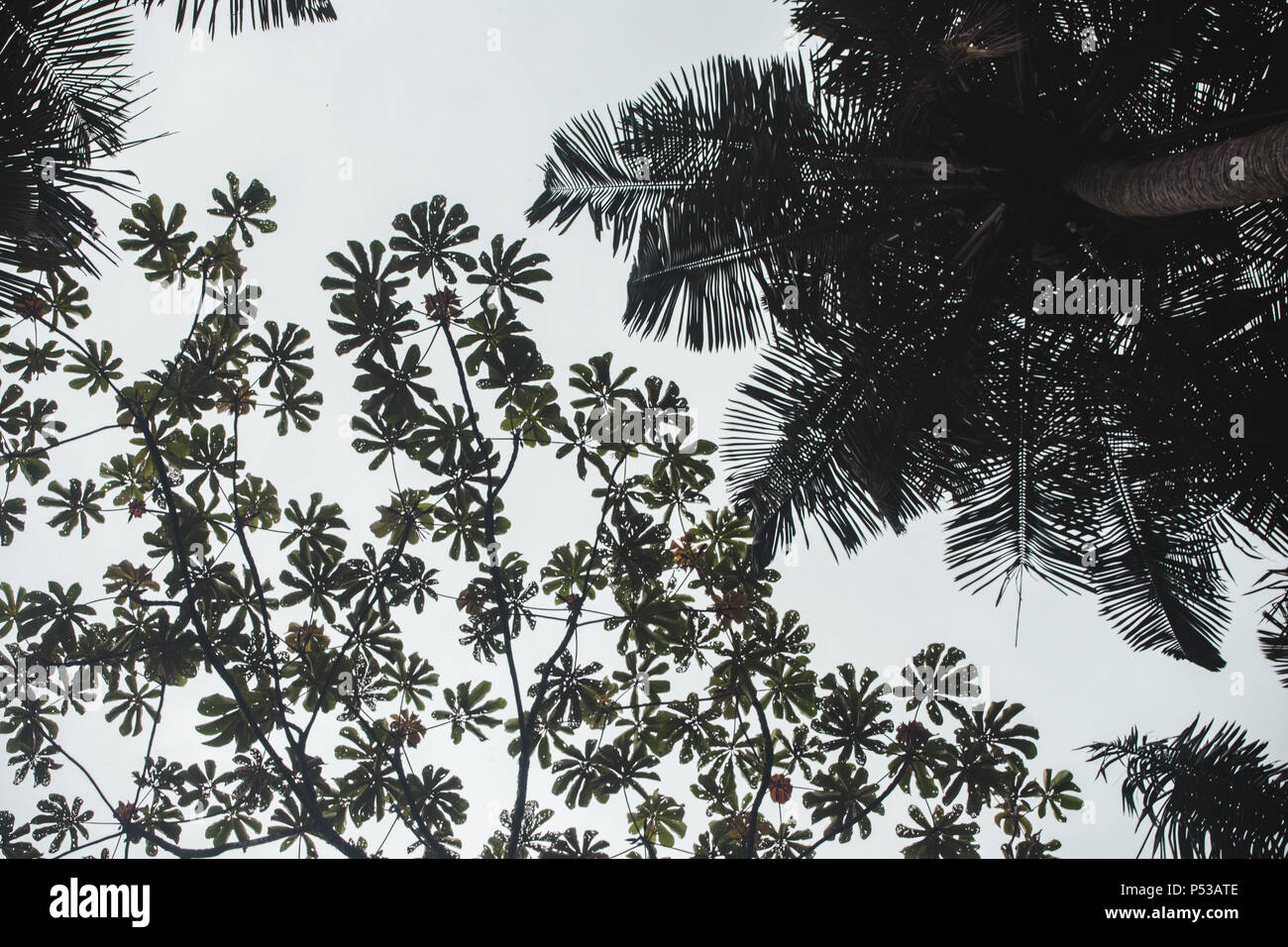 Blick nach oben von Silhouette eines Baumes mit interessanten verteilt Blätter in der Region in Kolumbien Stockfoto