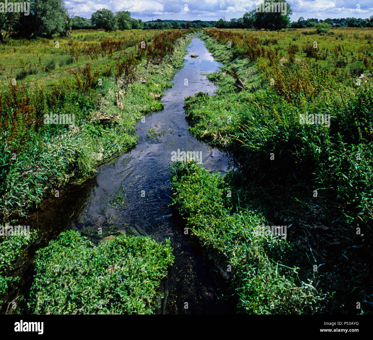Fluss Avon, Wasser wiesen Nr, Salisbury, Wiltshire, England, UK, GB. Stockfoto