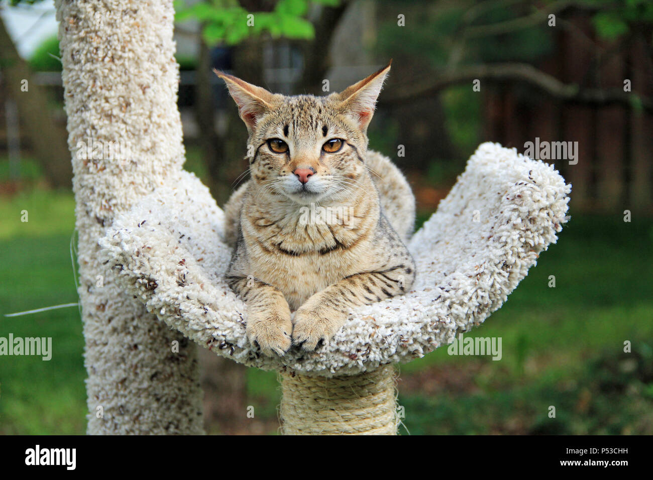 Serval Savannah Kitten Stockfoto