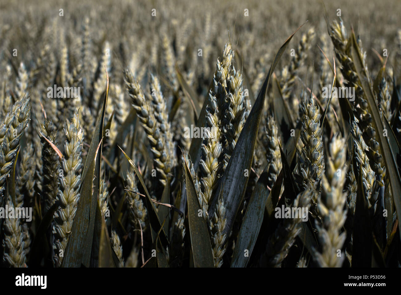 Dieses Bild ist aus einem Feld von Weizen durch einen lokalen Bauern gegründet und es ist fast bereit zu ernten Stockfoto