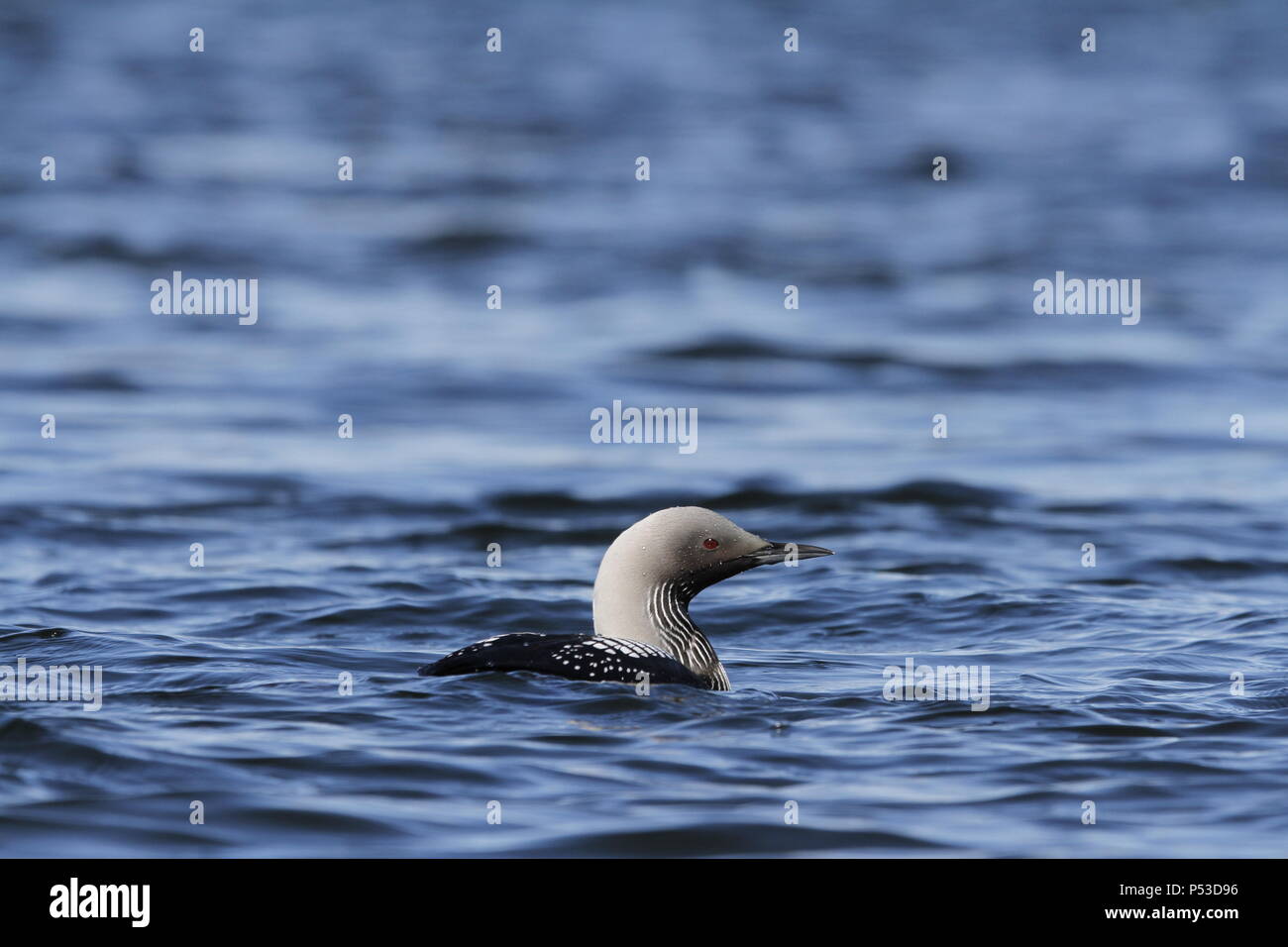 Titel Beschreibung Pacific Loon oder Pacific Diver, Gavia Pacifica, Schwimmen in arktischen Gewässern, in der Nähe der Baker Lake, Nunavut Stockfoto