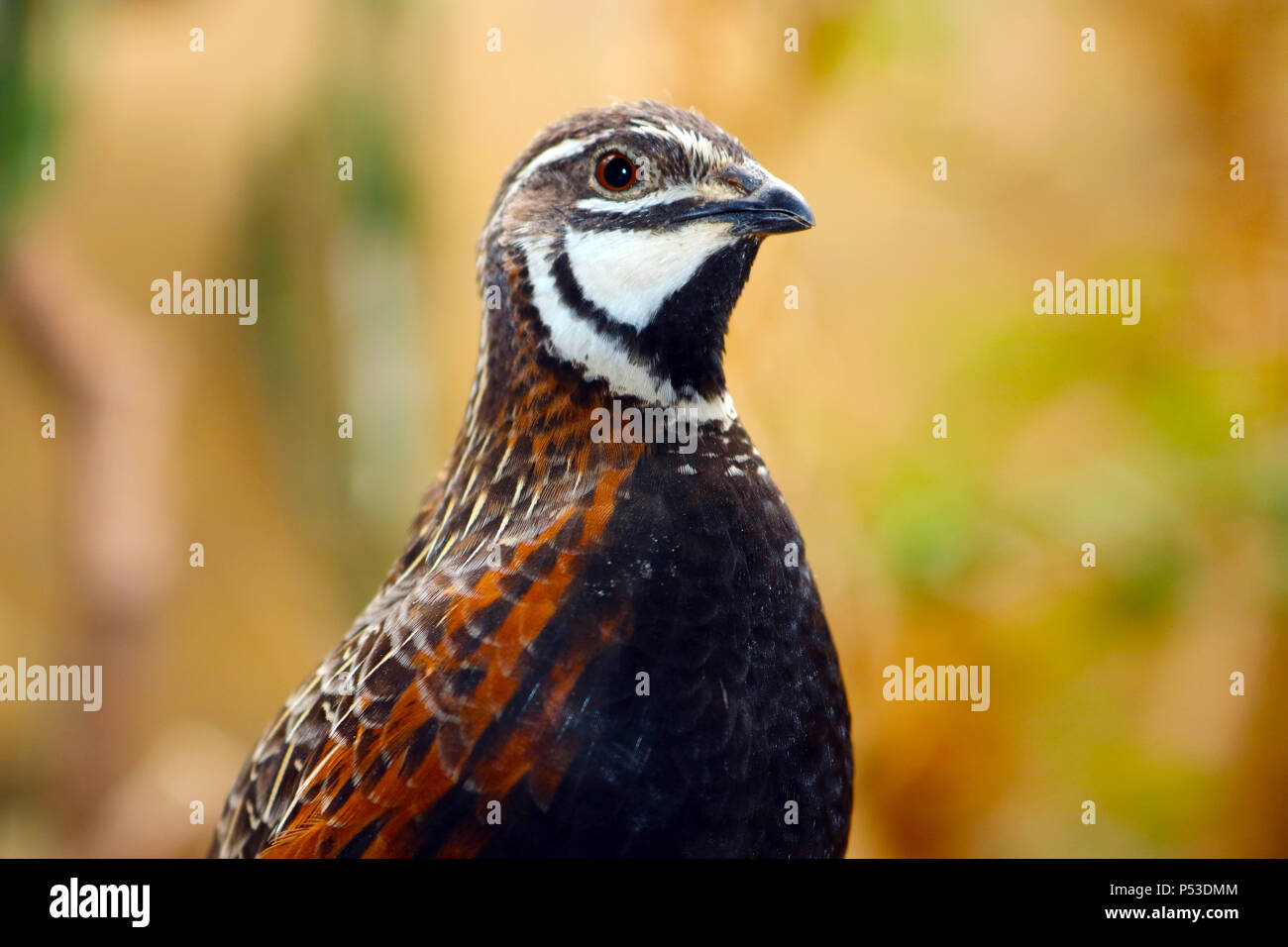 König Wachtel (synoicus chinensis) im Profil anzeigen Stockfoto