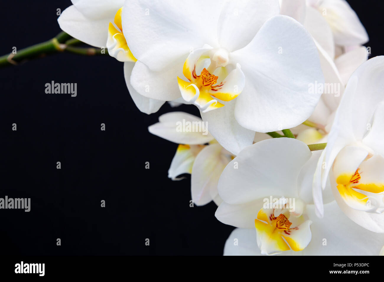 Weiße Orchidee auf schwarzem Hintergrund mit Platz für Text. Stockfoto