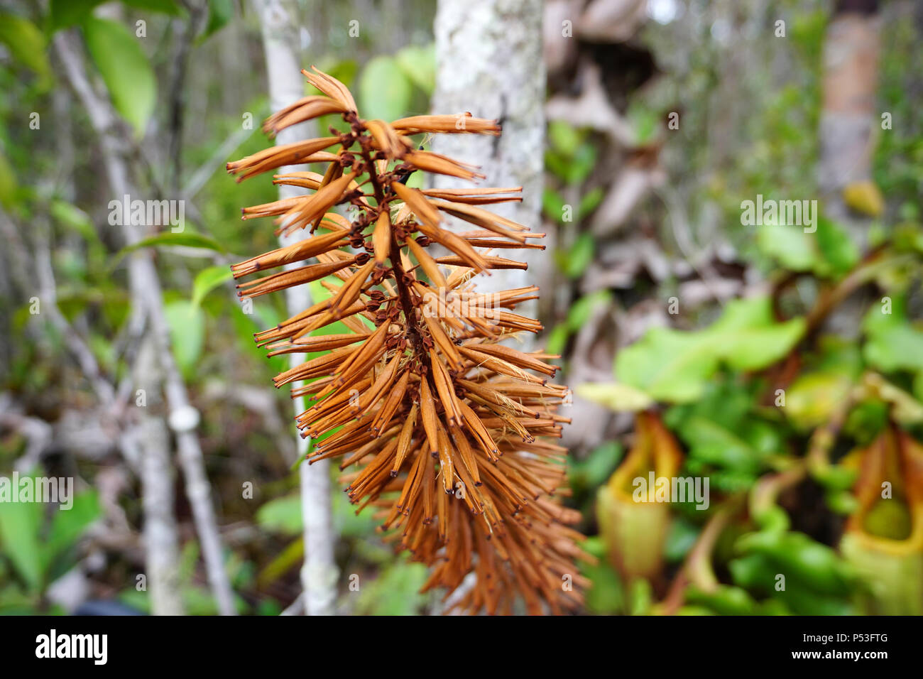 Blühende Blume von veitch Kannenpflanze (Nepenthes veitchii) an Maliau Becken Conservation Area Sabah Borneo Malaysia Stockfoto