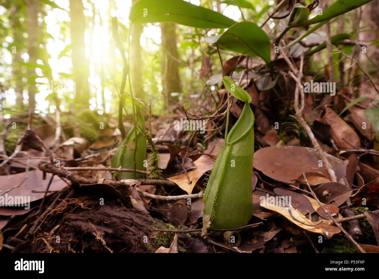Kannenpflanze (Nepenthes tentaculata) mit Boden Krug an Maliau Becken Conservation Area Sabah Borneo Malaysia Stockfoto