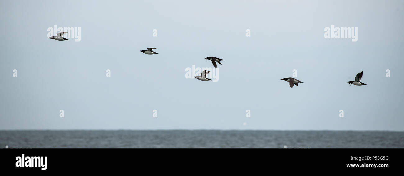 6 Vögel im Flug über dem Meer Stockfoto