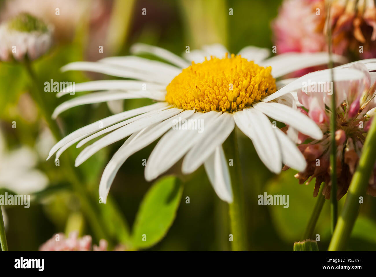 Blume große Kamille auf einem Hintergrund von Gras Stockfoto