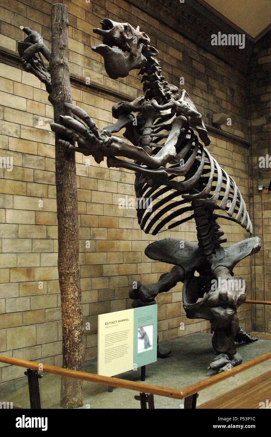 Skelett eines Riesen Boden Faultier (Megatherium Americanum). Natural History Museum. London. Vereinigtes Königreich. Stockfoto