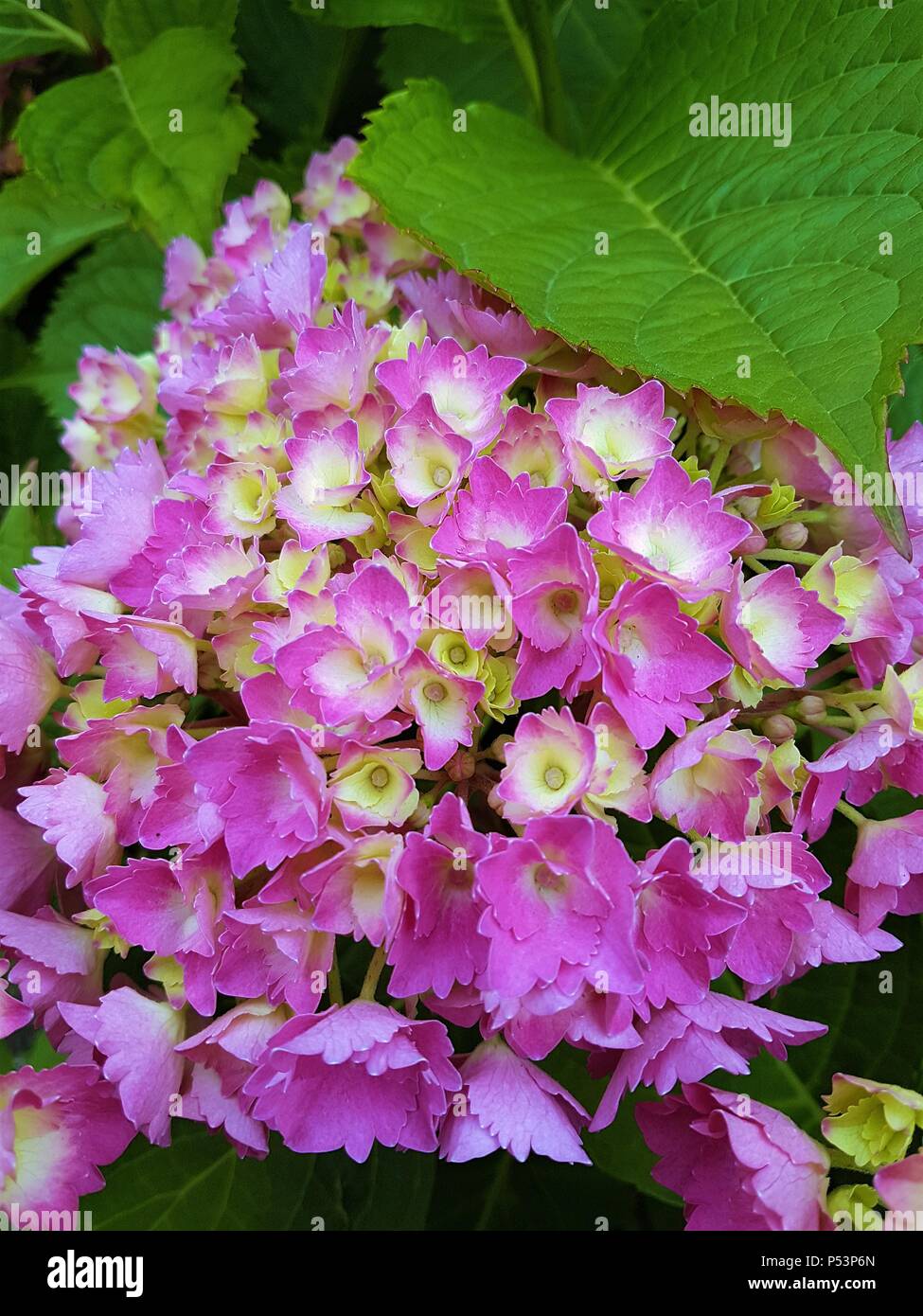 Schöne rosa/lila Hortensienblüten mit leuchtenden grünen Blätter Stockfoto