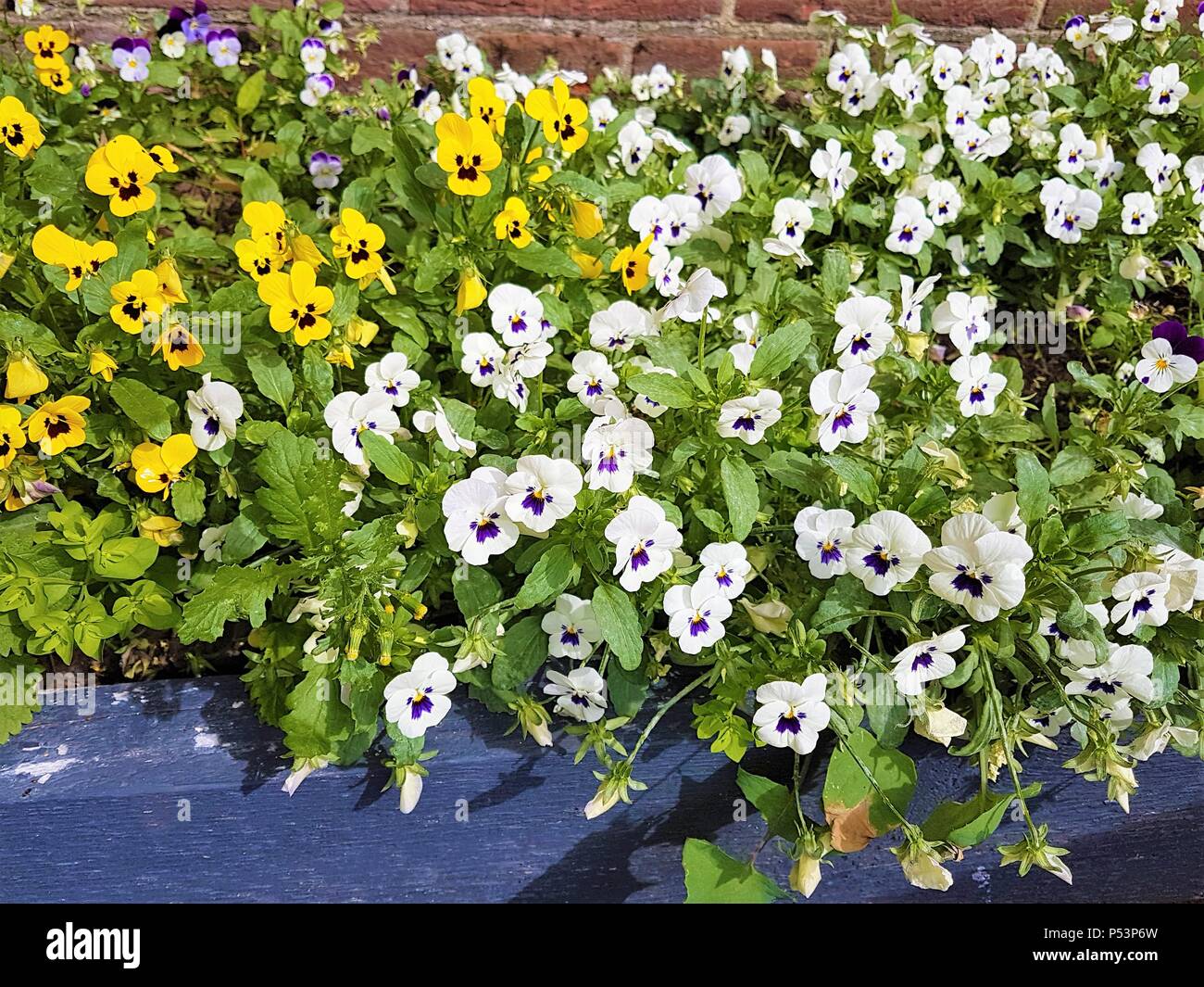 Weiße, gelbe und violette Stiefmütterchen Blume Bett, schön Blüte im Sommer Stockfoto