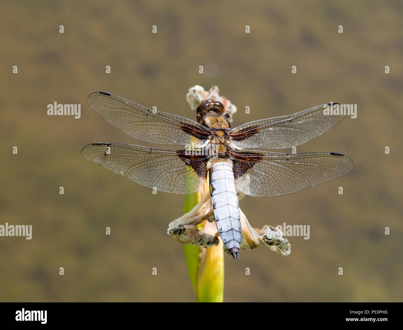 Eines männlichen Libellula depressa, die Breite bodied Chaser, Dragonfly, hocken an der Seite von einem Pool Stockfoto