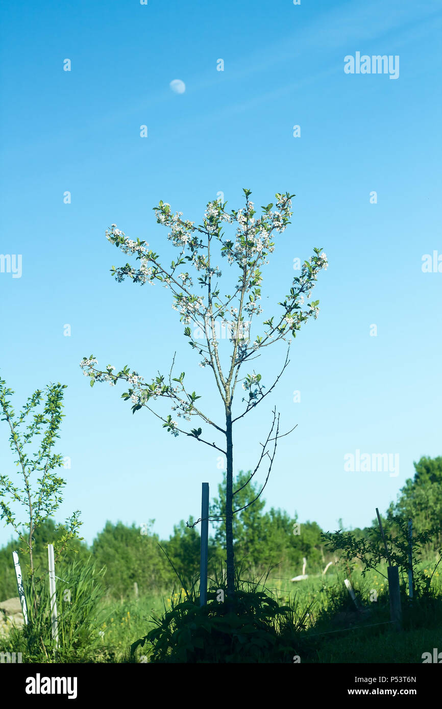 Einen Kirschbaum und ein zunehmender Mond im Garten Stockfoto