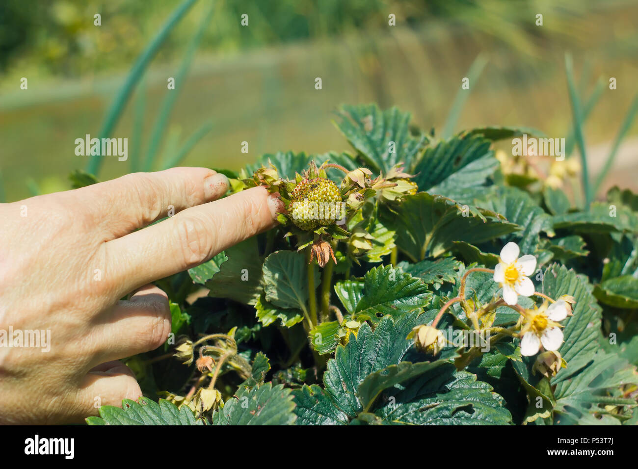 Gärtner Kontrolle auf grünen Erdbeere Früchte Stockfoto