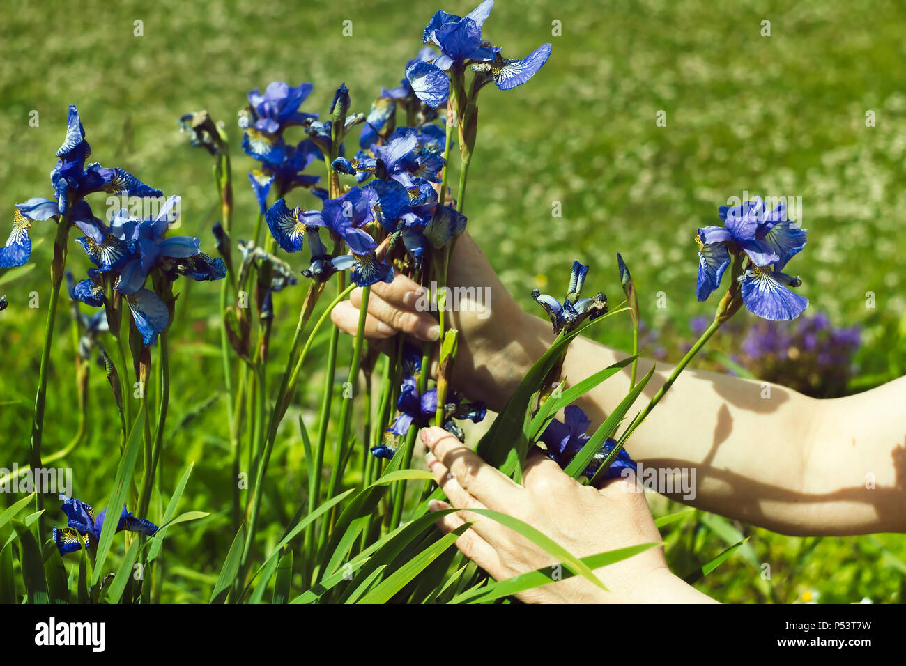 Iris im Garten Stockfoto