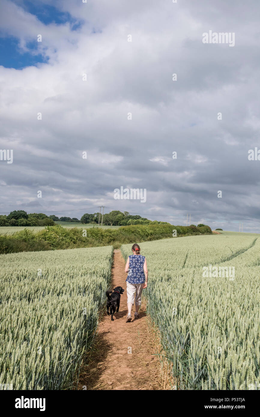 Frau zu ihrem Hund auf einem öffentlichen Fußweg durch ein Weizenfeld, England, Großbritannien Stockfoto