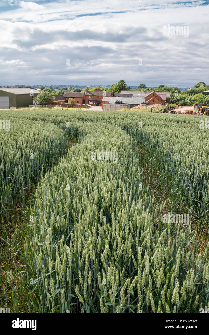 Weizenfeld und Farm, England, Großbritannien Stockfoto