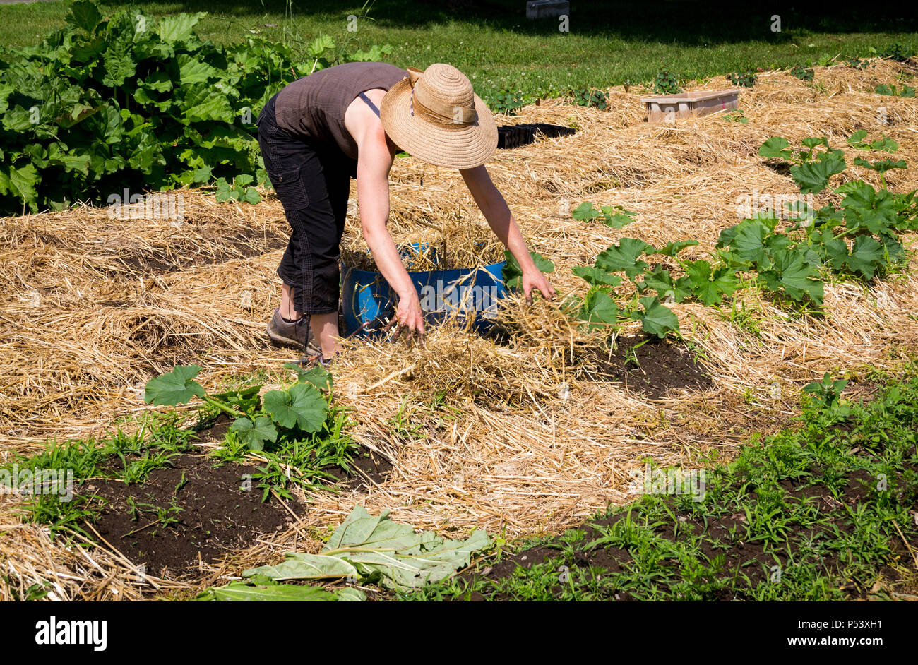 Bauer Frau für Zucchini Zeile mit Stroh in den Garten Stockfoto