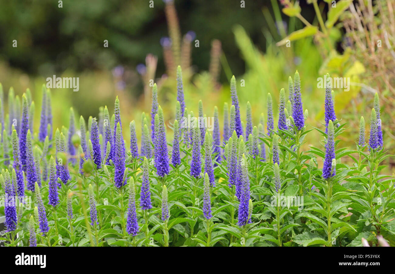 Lila Veronica spicata Blumen im Garten Stockfotografie Alamy