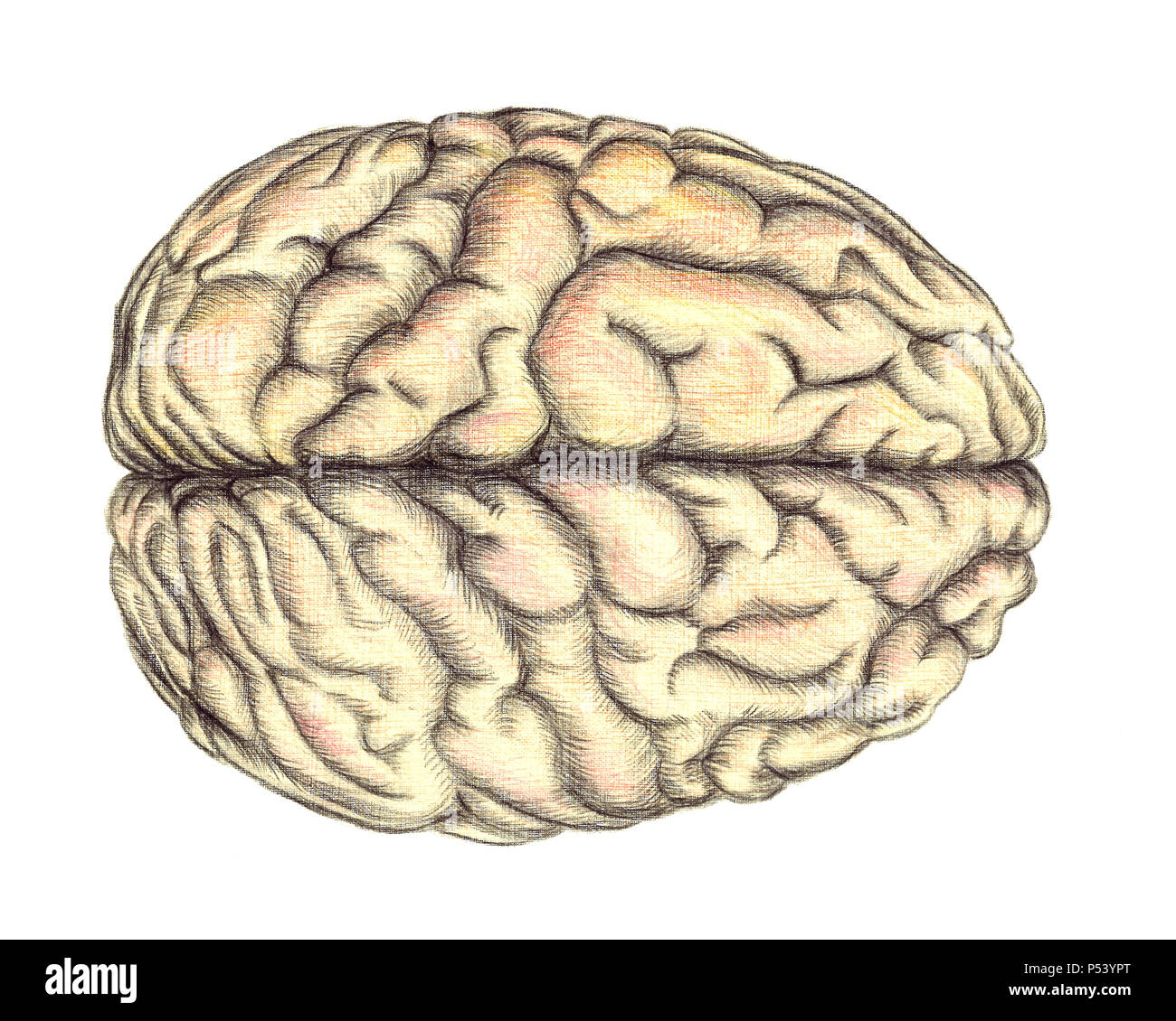 Menschliche Gehirn Blick von oben, Hand gezeichnet medizinische Illustration, Farbe Bleistift Zeichnung mit Imitation der Lithographie Stockfoto