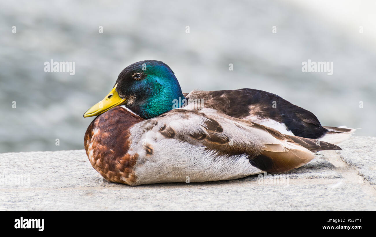 Nahaufnahme der männlichen Stockente im Profil. Anas platyrhynchos. Schönen Porträt einer gefiederten Drake auf Stein Ufer eines Flusses. Cute farbiges Wasser Vogel. Stockfoto