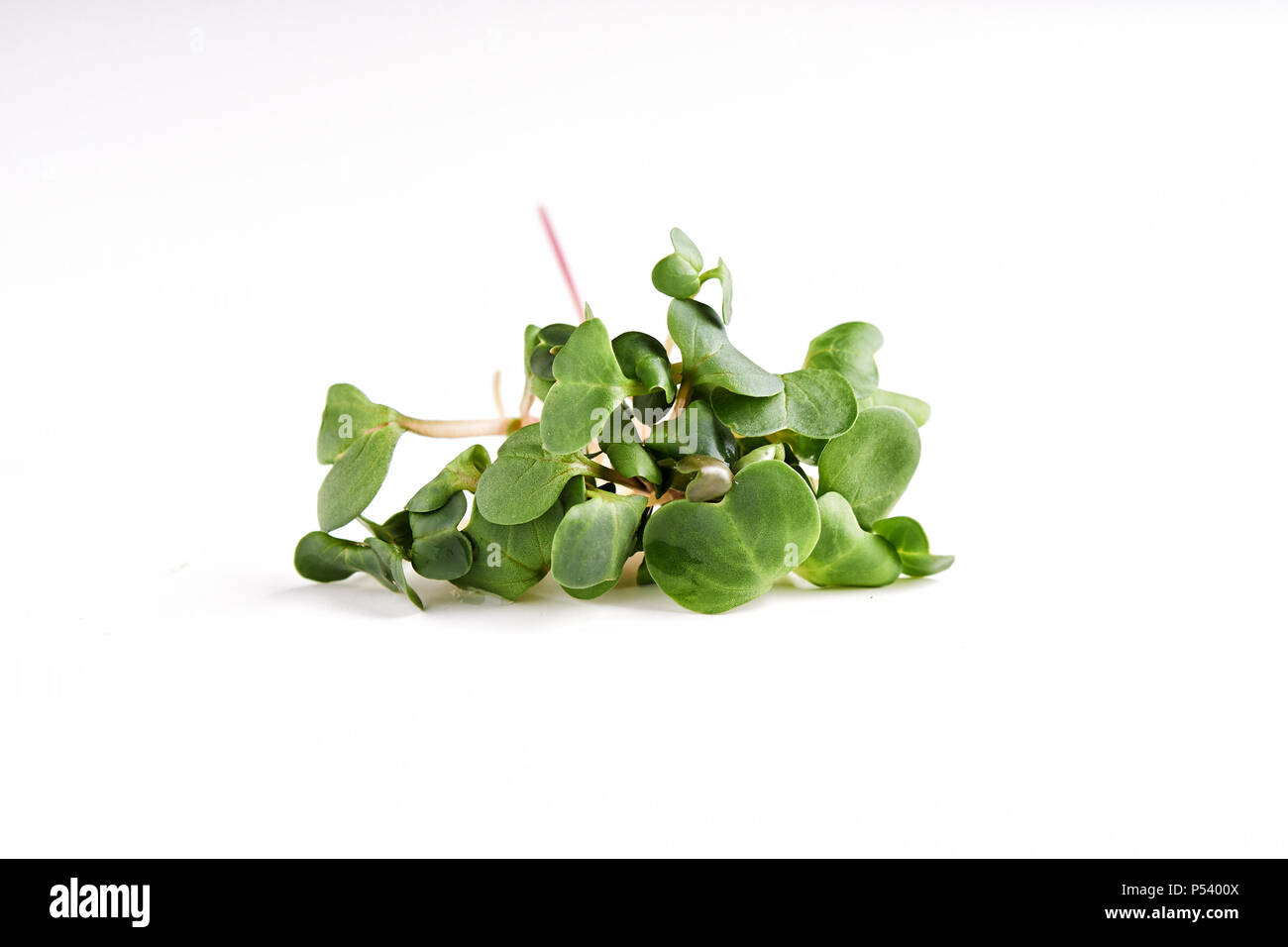 Microgreen daikon Zweige auf weißem Hintergrund Stockfoto