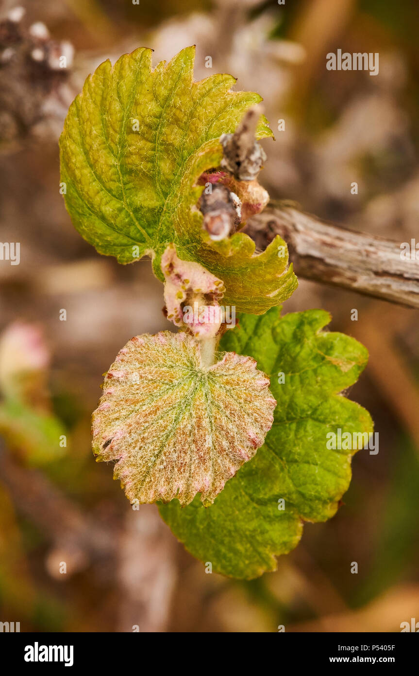 Gemeinsame Weinrebe (Vitis vinifera) Knospen und junge Blätter in einem weinstock Plantage in Ses Salines Naturpark (Formentera, Balearen, Spanien) Stockfoto