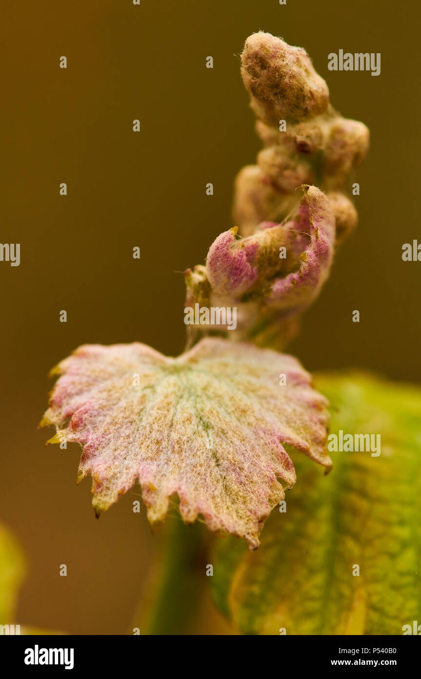 Gemeinsame Weinrebe (Vitis vinifera) Knospen und junge Blätter in einem weinstock Plantage in Ses Salines Naturpark (Formentera, Balearen, Spanien) Stockfoto